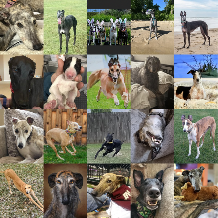 Meet Our Dogs of the Month — April