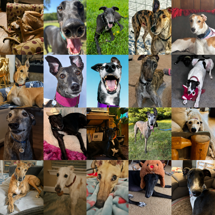 Meet Our Dogs of the Month — August 2026