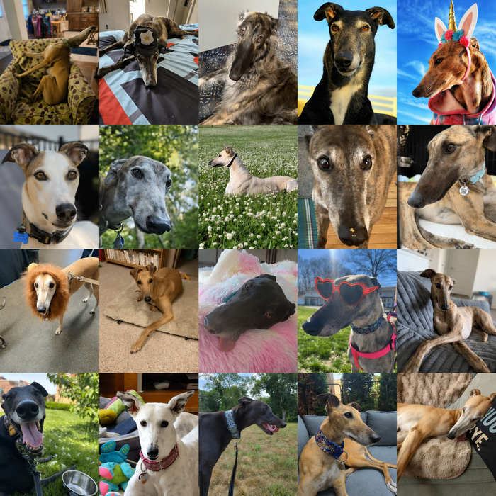 Meet Our Dogs of the Month — June