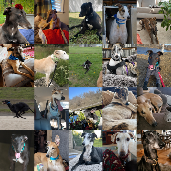 Meet Our Dogs of the Month — May
