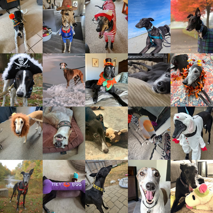 Meet Our Dogs of the Month — October 2026