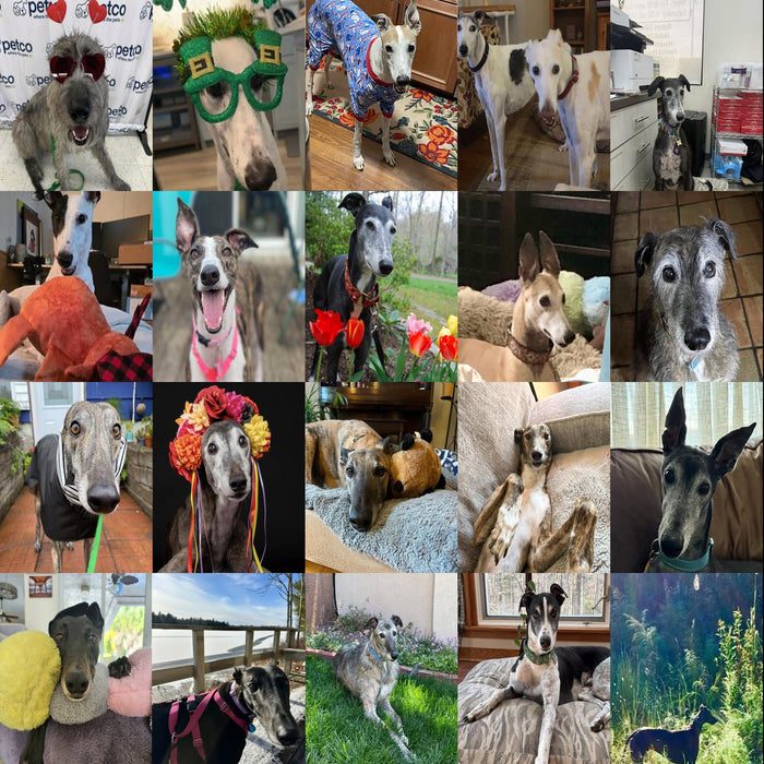 Meet Our Dogs of the Month — March