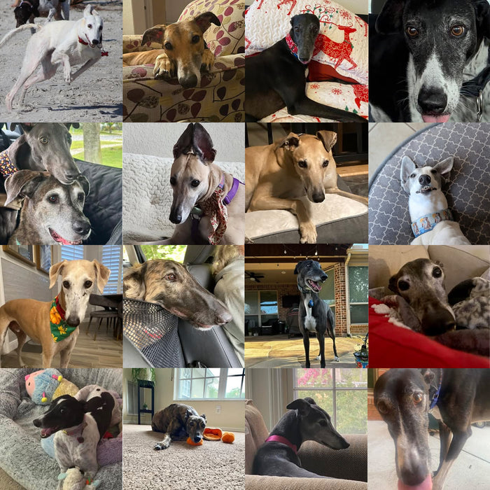 Meet Our Dogs of the Month — November