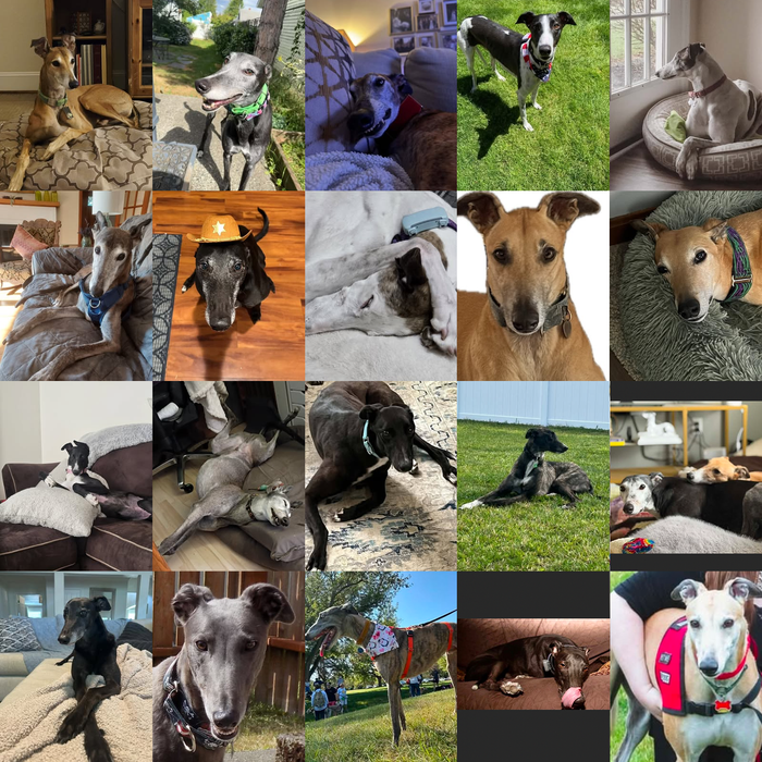 Meet Our Dogs of the Month — September 2026