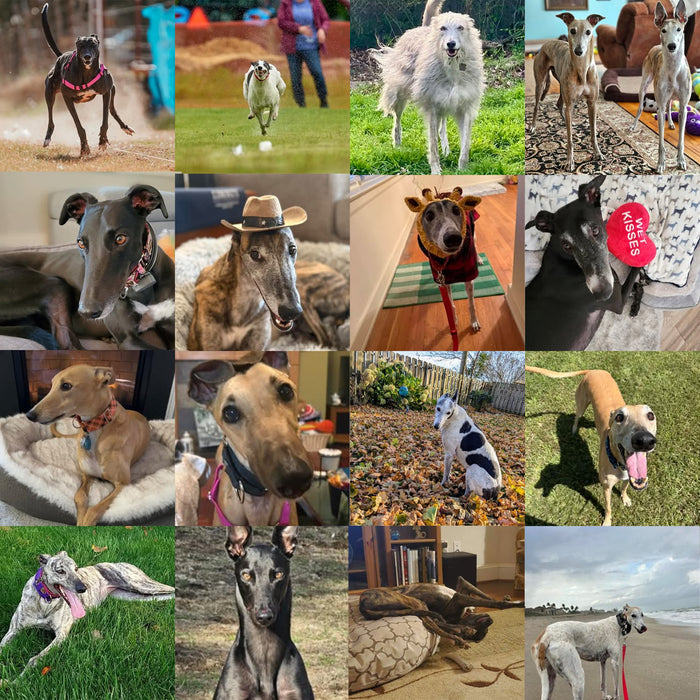Meet Our Dogs of the Month — September