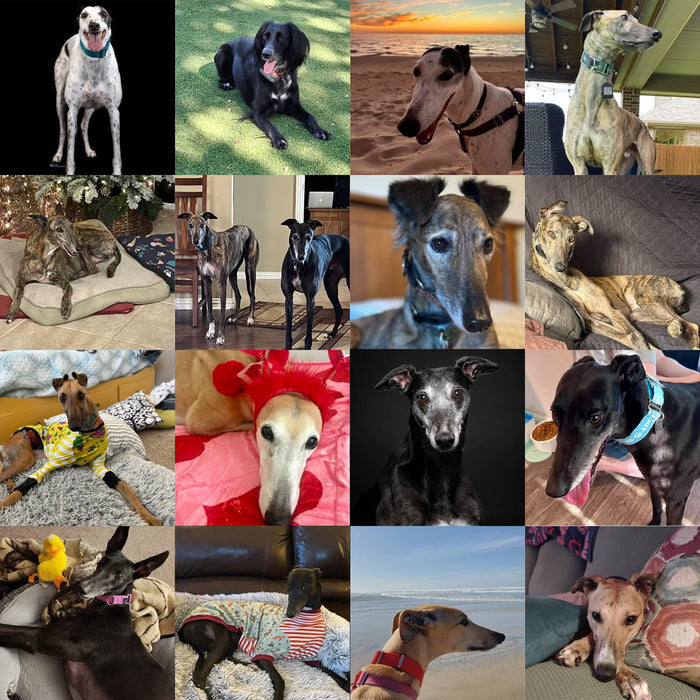 Meet Our Dogs of the Month — January/February